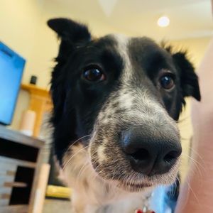 Meet your Posher, Ivy